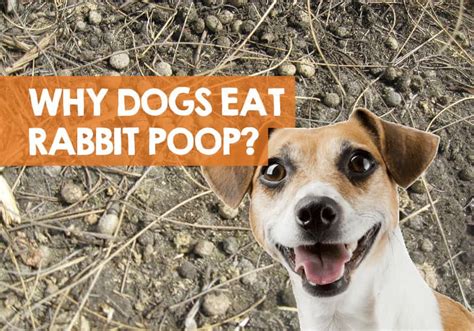 puppy eating rabbit poop|dogs eating rabbit droppings symptoms.